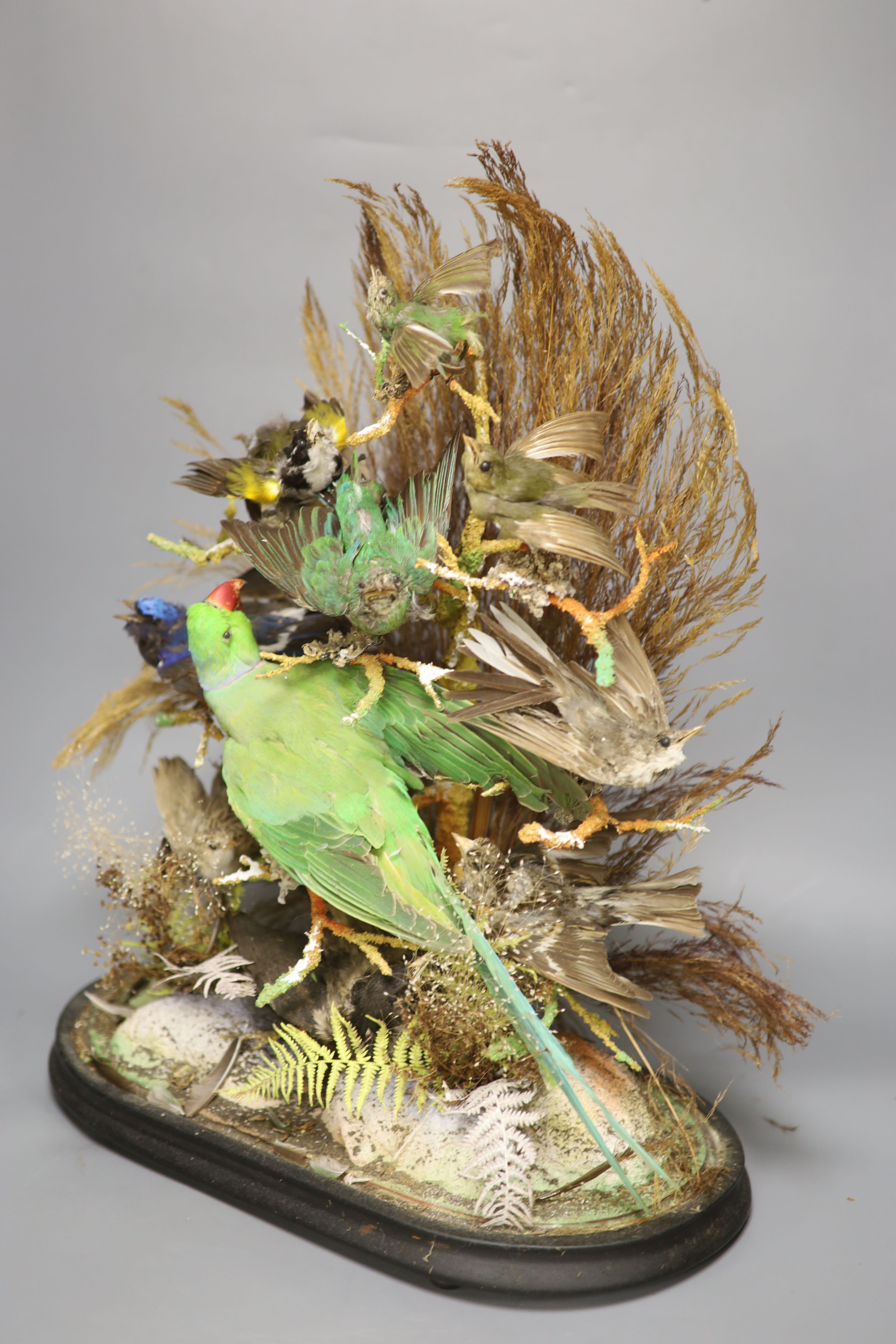 A taxidermic display of tropical birds under a glass dome